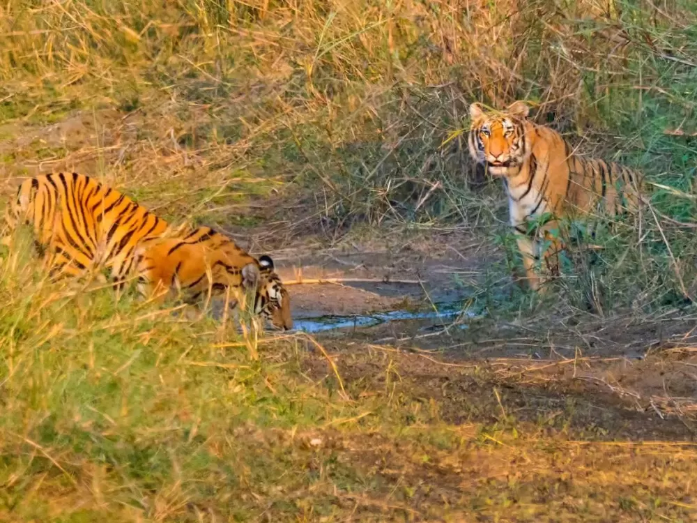 Bengal Tiger, Bardiya National Park